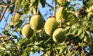 バオバブの効果と食べ方